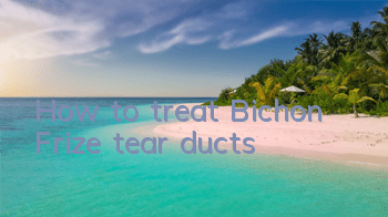 How to treat Bichon Frize tear ducts