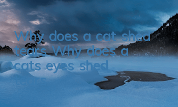 Why does a cat shed tears? Why does a cat's eyes shed tears?