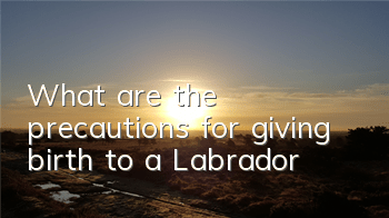 What are the precautions for giving birth to a Labrador?