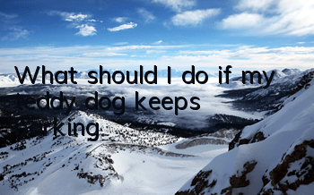 What should I do if my teddy dog ​​keeps barking?