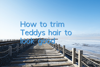 How to trim Teddy's hair to look good