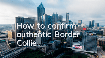 How to confirm authentic Border Collie