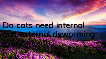 Do cats need internal and external deworming every month?
