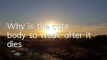 Why is the cat's body so weak after it dies?