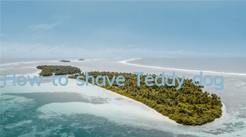 How to shave Teddy dog
