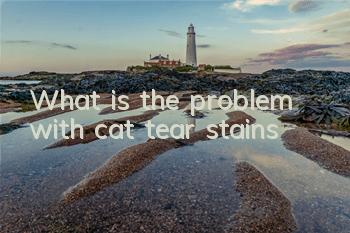 What is the problem with cat tear stains?