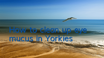 How to clean up eye mucus in Yorkies