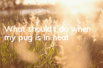 What should I do when my pug is in heat?