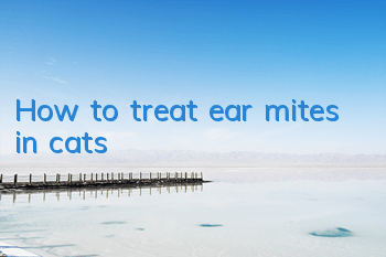 How to treat ear mites in cats