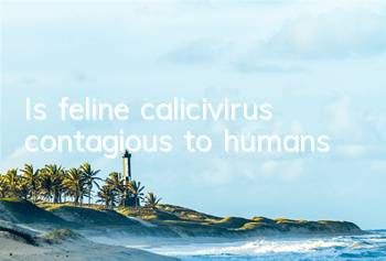 Is feline calicivirus contagious to humans?
