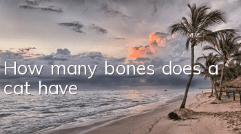 How many bones does a cat have?