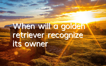 When will a golden retriever recognize its owner?