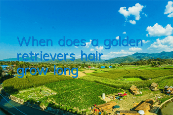 When does a golden retriever's hair grow long?
