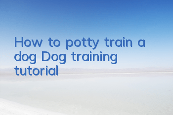 THow to potty train a dog? Dog training tutorial!