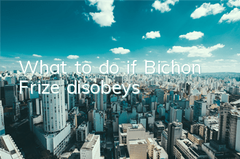 What to do if Bichon Frize disobeys?