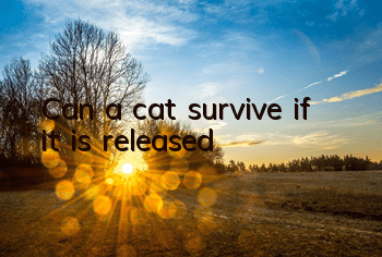 Can a cat survive if it is released?