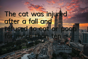 The cat was injured after a fall and refused to eat or poop for more than ten days.
