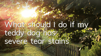 What should I do if my teddy dog ​​has severe tear stains?