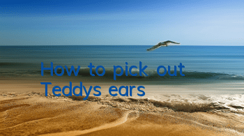 How to pick out Teddy's ears