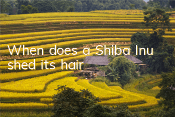 When does a Shiba Inu shed its hair?