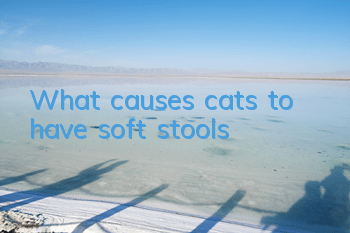 What causes cats to have soft stools?