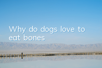 Why do dogs love to eat bones?