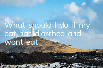 What should I do if my cat has diarrhea and won’t eat?