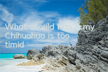What should I do if my Chihuahua is too timid?