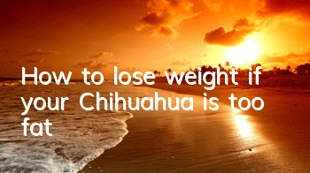 How to lose weight if your Chihuahua is too fat?