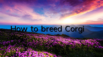How to breed Corgi dogs