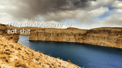 TWhy do dogs love to eat shit?