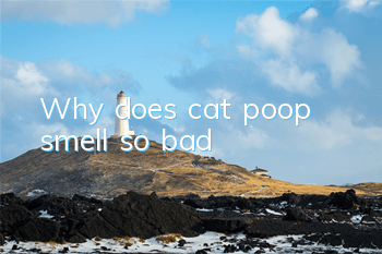 Why does cat poop smell so bad?