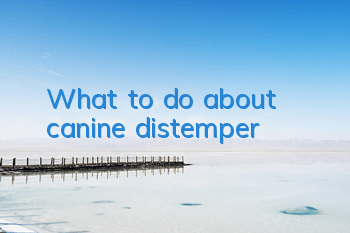 TWhat to do about canine distemper