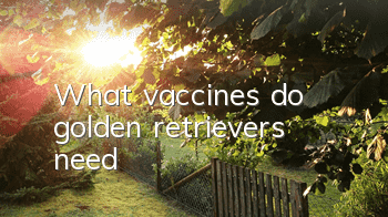 What vaccines do golden retrievers need?