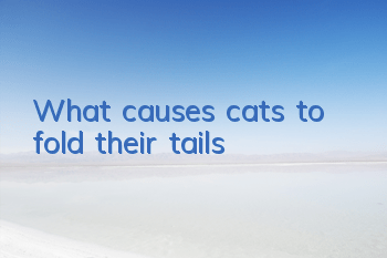 What causes cats to fold their tails?