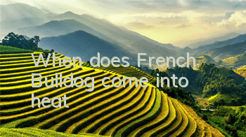 When does French Bulldog come into heat?
