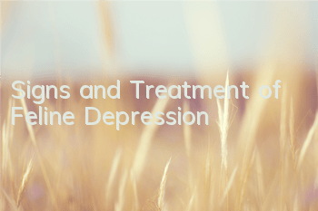 Signs and Treatment of Feline Depression