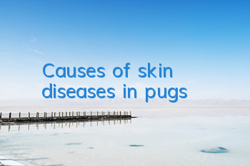 TCauses of skin diseases in pugs