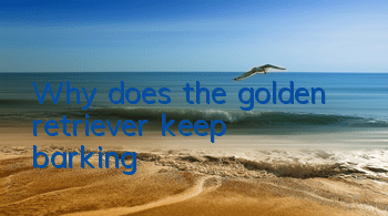 Why does the golden retriever keep barking?
