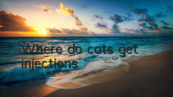 Where do cats get injections?