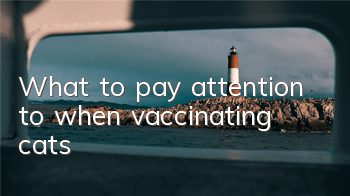 What to pay attention to when vaccinating cats
