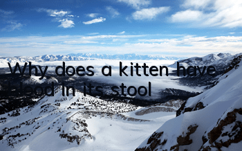 TWhy does a kitten have blood in its stool?