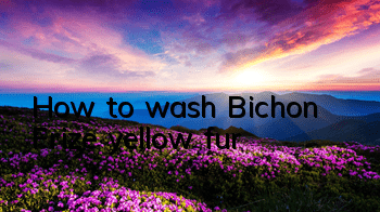 How to wash Bichon Frize yellow fur