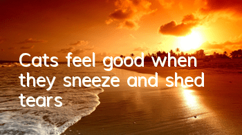 Cats feel good when they sneeze and shed tears