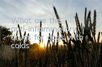 What are the anti-inflammatory drugs for dogs with colds?