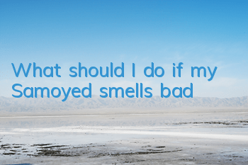 What should I do if my Samoyed smells bad?