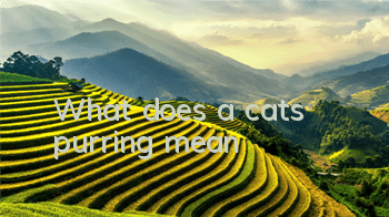 What does a cat's purring mean?