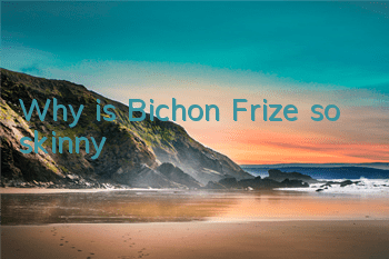 Why is Bichon Frize so skinny?
