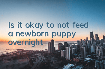 Is it okay to not feed a newborn puppy overnight?