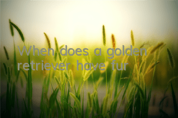 When does a golden retriever have fur?